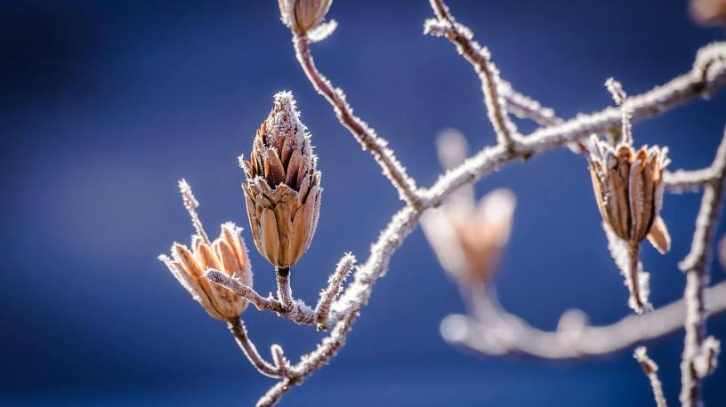 frost on budding tree branches